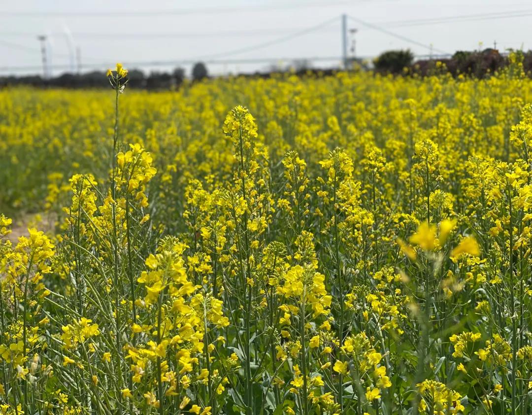 云开体育app官网下载